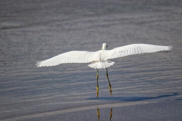 Photograph of a Snowy egret landing in the sea. The bird was found in Barra de Tramandaí in Rio Grande do Sul, Brazil.