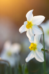 Daffodil flowers on a background of evening sky