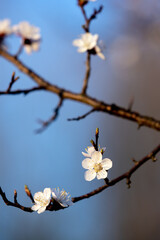 Flowering branch of apricot tree