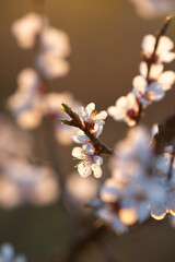 Flowering branch of apricot tree