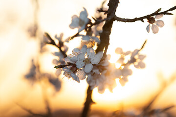 Apricot flowers flooded with sunlight