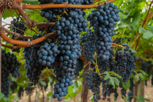 The high altitude wines from the vineyards of Santa Catarina are giving surprising results, due to all the care taken with their grapes, malbec, cabernet sauvignbon, merlot, among others.

