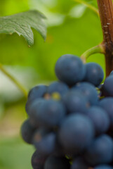 The high altitude wines from the vineyards of Santa Catarina are giving surprising results, due to all the care taken with their grapes, malbec, cabernet sauvignbon, merlot, among others.
