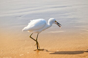 Photograph of a Snowy egret eating a fish. The bird was found in Barra de Tramandaí in Rio Grande do Sul, Brazil.
