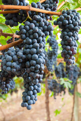 The high altitude wines from the vineyards of Santa Catarina are giving surprising results, due to all the care taken with their grapes, malbec, cabernet sauvignbon, merlot, among others.
