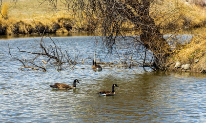 Geese and turtles in the Lake Arbor Park, Denver, Colorado