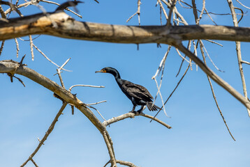 Double-crested cormorants (Nannopterum auritum) in the Lake Arbor Park, Denver, Colorado