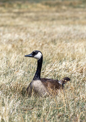 Wild Canadian Goose sitting in dry grass in the Lake Arbor Park, Denver, Colorado