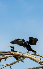 Double-crested cormorants (Nannopterum auritum) in the Lake Arbor Park, Denver, Colorado