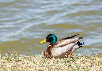 Mallard duck's drake in the mating color sits on the shore of the pond in Lake Arbor Park, Denver,...