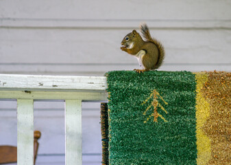 Little squirrel stands on the balustrade of an outdoor terrace