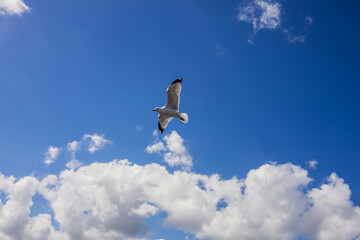 Beutyful blue sky with white cloud