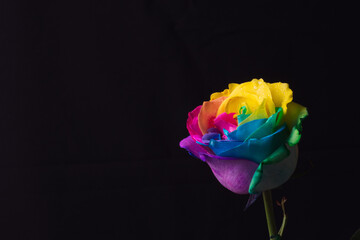Fototapeta na wymiar Multicolor rose. Amazing rainbow rose flower on black background