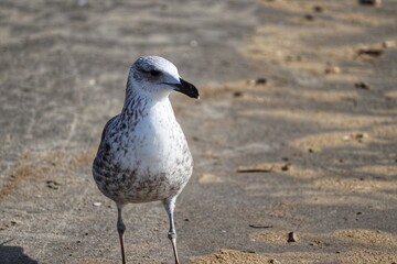 Beautiful juvenile kelp gull found in Barra de Tramandaí in Rio Grande do Sul, Brazil.