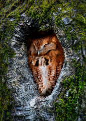 A rufous colored Eastern Screech Owl nestled up and sleeping in an old tree hollow