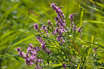 Closeup of purple loosestrife flowers with vivid green blurred grass on background