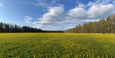 Panorama from a field of dandelion flowers
