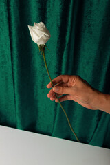 A man's hand holds a white rose against the background of a green curtain and a white table.