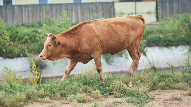 A red-headed young lame cow walks through the village.
