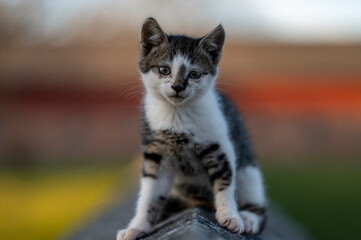 Naklejka premium portrait of a cat