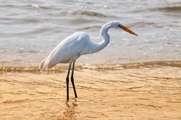 Photograph of a beautiful Great egret found in Barra de Tramandaí in Rio Grande do Sul, Brazil.