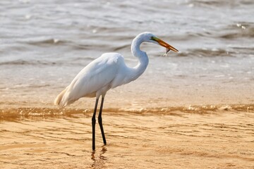 Photograph of a beautiful Great egret found in Barra de Tramandaí in Rio Grande do Sul, Brazil.