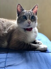 A cat lying on the bed.
