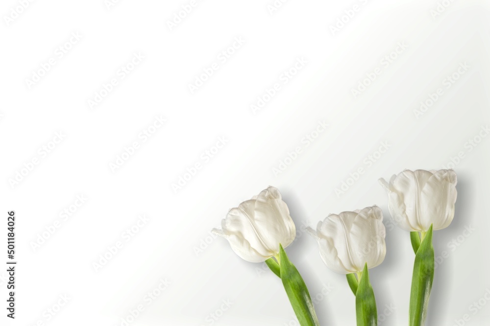 Poster White flowers on white paper. Easter and spring background