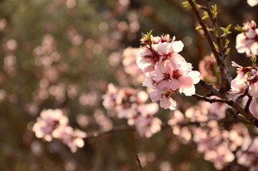 Esencia de primavera. &Aacute;rboles en flor.