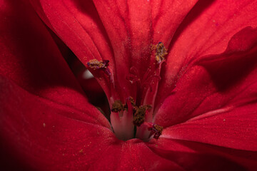 closeup of a red flower