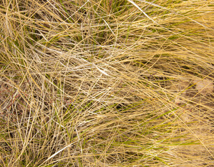 Real plants background