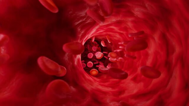 Red blood cells in artery. Infinitely looped animation.