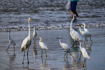 Obraz premium Photograph of herons in Barra de Tramandaí in Rio Grande do Sul, Brazil.