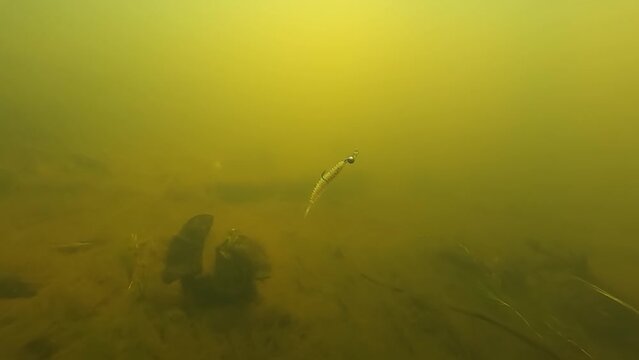 Grub fishing lure from soft plastic with double hooh and jig head in action underwater.