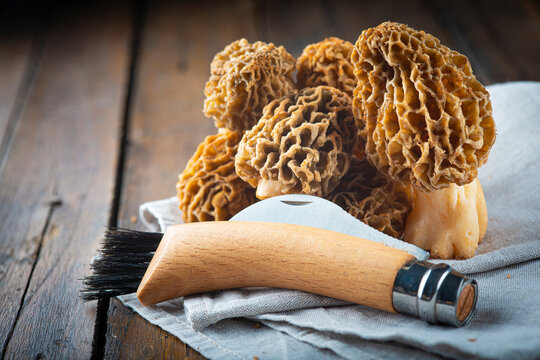 Morchella colmenillas o cagarrias setas comestibles reci&eacute;n recolectadas