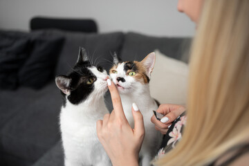 female cat owner feeding two cats with creamy snacks on the couch letting them lick her finger