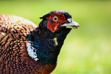 Close up of a male Ring-necked pheasant