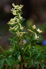Corydalis flowers in natural habbitat, Armenia