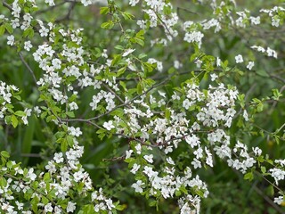 Blossoming white flowers in the spring garden.