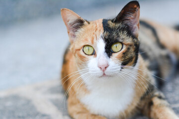 Fototapeta premium portrait of a cat