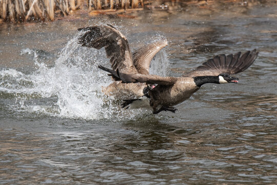 Several Canada Geese fighting in the water
