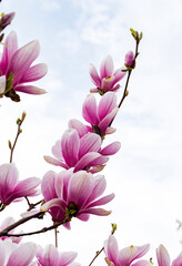 branch of pink flowers magnolia  on blue sky