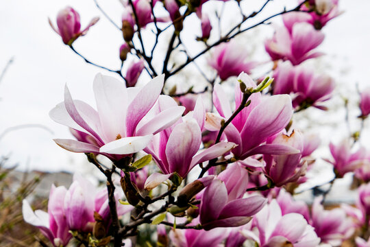 magnolia tree blossom © Tetatet