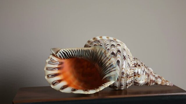 Large sea shell Triton horn.Charonia tritonis.
