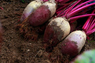 Harvest of root beets lying on the ground close-up. The concept of growing ecological vegetables in...