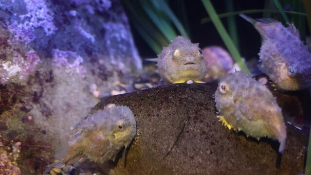 Pacific Spiny Lumpsuckers (Eumicrotremus orbis)