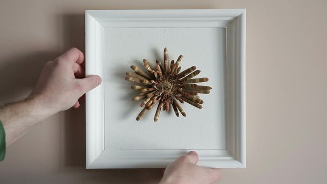 Red Slate Pencil Urchin - Heterocentrotus mammillatus.Dried sea urchin in a frame on the wall.