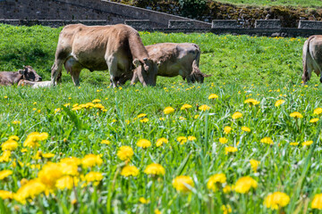 Vacas pasturando en el prado de los Pirineos españoles.