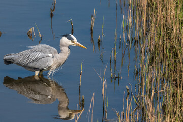 great blue heron ardea cinerea