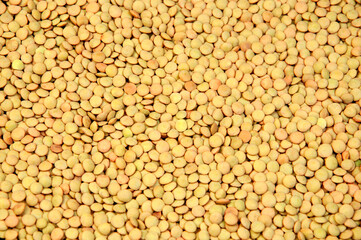 lentil groats closeup. peas for cooking. the concept of cooking porridge.